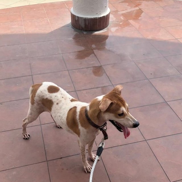 Buttercup-small Sized Dog - Jack Russell Terrier Mix Dog