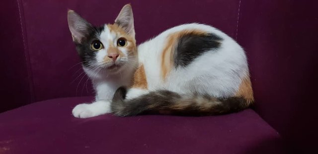 Calico Kitten - Domestic Medium Hair Cat