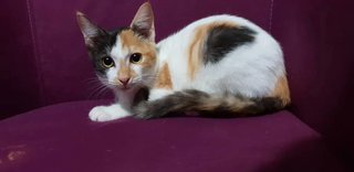 Calico Kitten - Domestic Medium Hair Cat