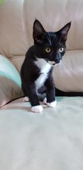 Tuxedo - Domestic Short Hair Cat