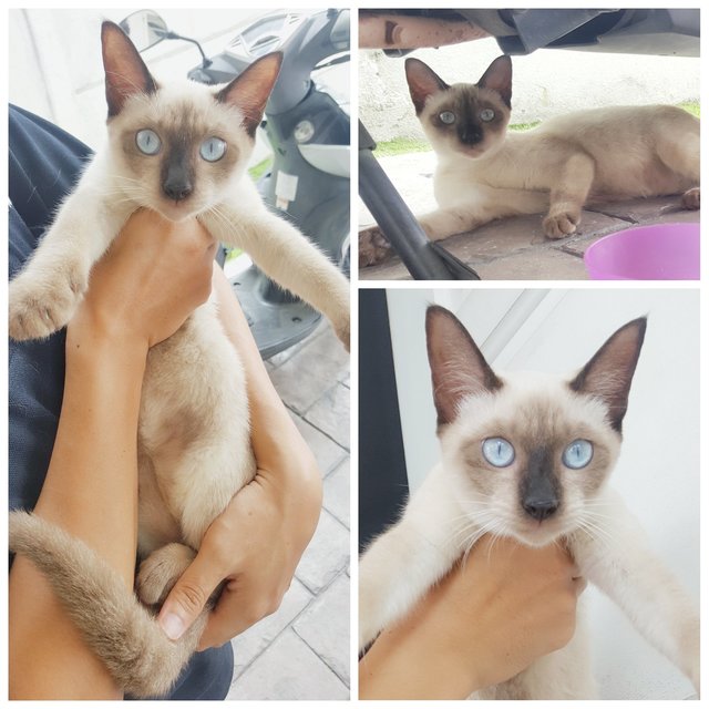 Cookie - Siamese Cat