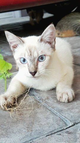 Milky - Domestic Short Hair Cat