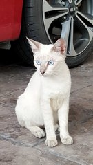 Milky - Domestic Short Hair Cat