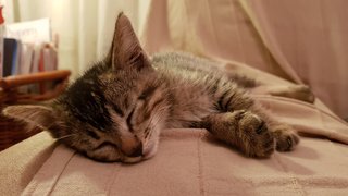 zzzz