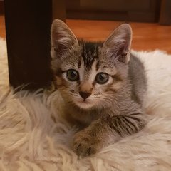 hello