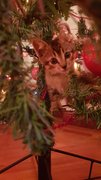 hiding in the tree