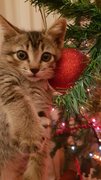 yes i know its xmas...