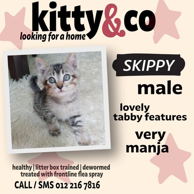 Skippy - Domestic Short Hair + Oriental Tabby Cat