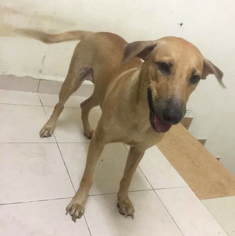 Joy - Labrador Retriever Mix Dog