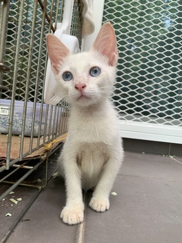 Baidey &amp; Baimei  - Domestic Short Hair Cat