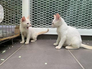 Baidey &amp; Baimei  - Domestic Short Hair Cat