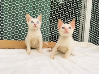 Baidey &amp; Baimei  - Domestic Short Hair Cat