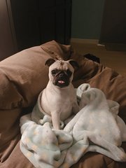 Miko - Pug Dog