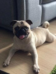 Miko - Pug Dog