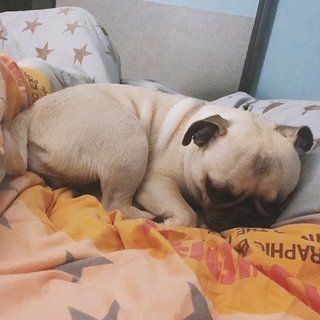 Miko - Pug Dog