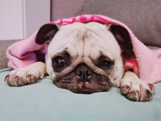 Miko - Pug Dog