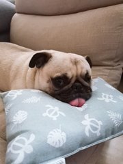 Miko - Pug Dog