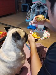 Miko - Pug Dog