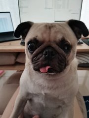 Miko - Pug Dog