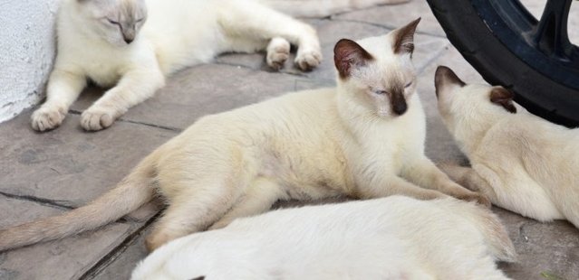 Creamy - Siamese Cat