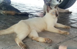 Creamy - Siamese Cat