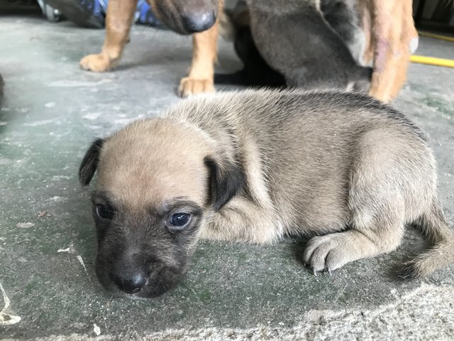 Pit - Mixed Breed Dog