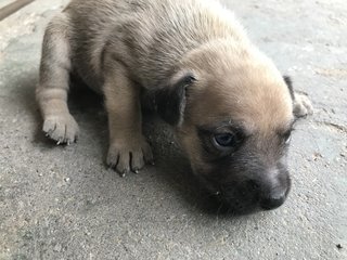 Pit - Mixed Breed Dog