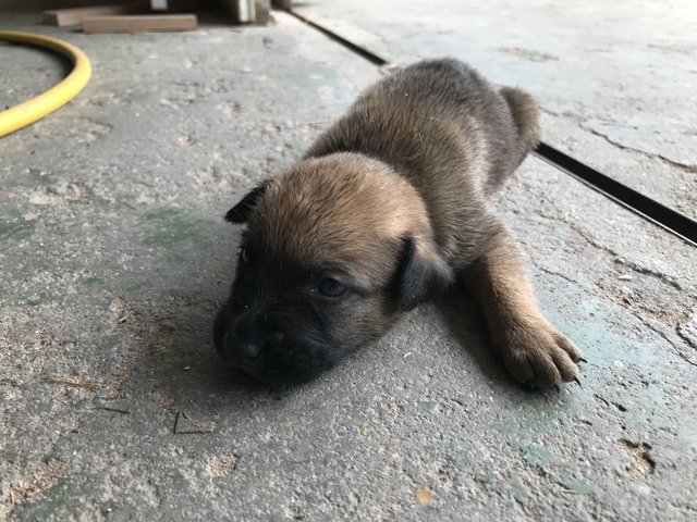 Bu - Mixed Breed Dog