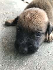 Bu - Mixed Breed Dog