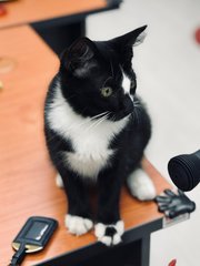 Shorty - Domestic Medium Hair Cat