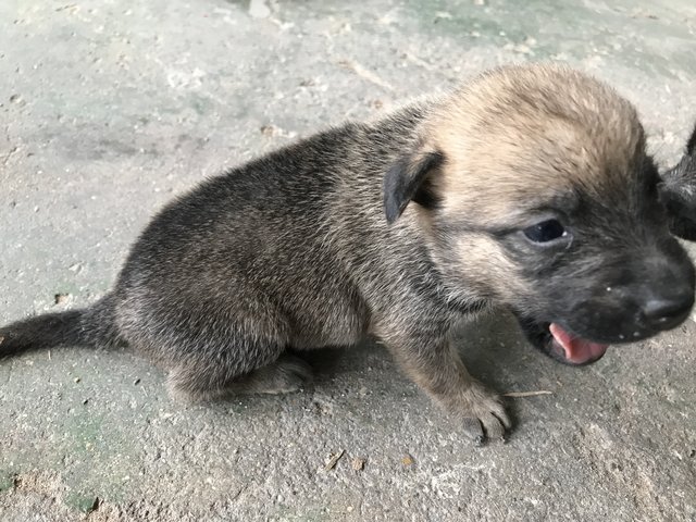 Ha - Mixed Breed Dog