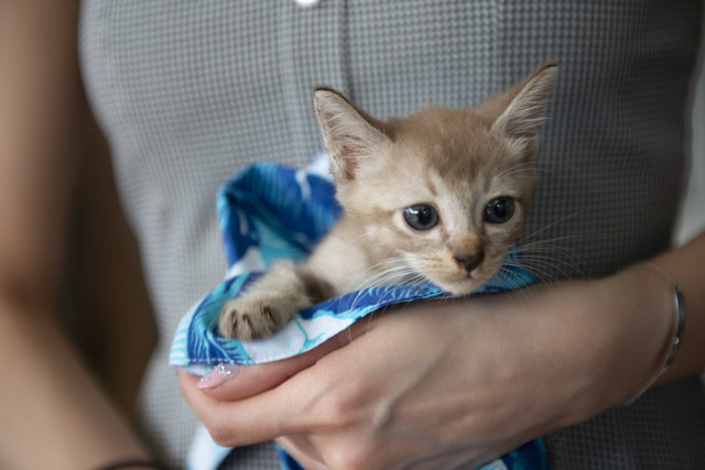 Bourbon - Domestic Short Hair Cat