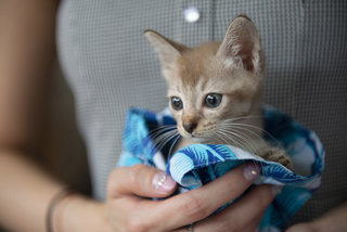 Bourbon - Domestic Short Hair Cat