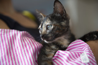 Java 1 - Domestic Short Hair + Tortoiseshell Cat