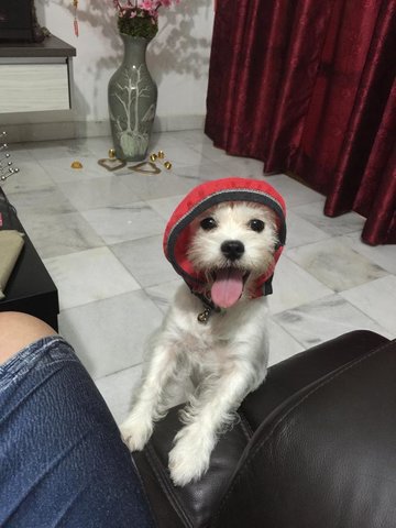 Happy - Shih Tzu + Schnauzer Dog