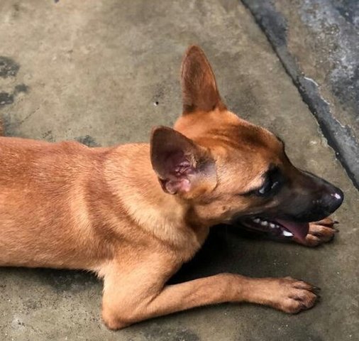 Belle - Belgian Shepherd Malinois Mix Dog