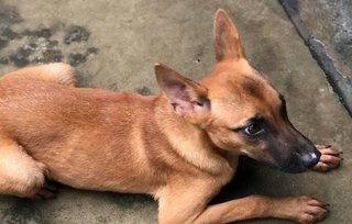 Belle - Belgian Shepherd Malinois Mix Dog