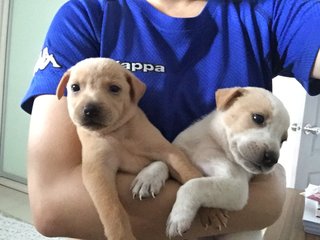 7 Adorable Pups - Mixed Breed Dog