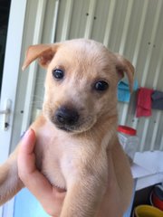 7 Adorable Pups - Mixed Breed Dog