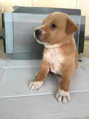 7 Adorable Pups - Mixed Breed Dog