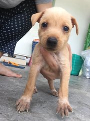 7 Adorable Pups - Mixed Breed Dog