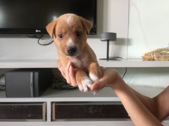 7 Adorable Pups - Mixed Breed Dog