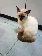 Snow, is very gentle and loving. She has siamese colour markings