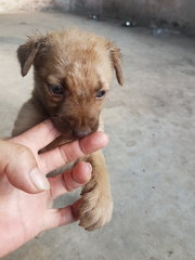 Lavender - Mixed Breed Dog