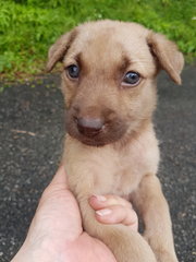 Lavender - Mixed Breed Dog