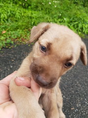 Lavender - Mixed Breed Dog