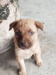 Lavender - Mixed Breed Dog