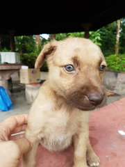 Lavender - Mixed Breed Dog