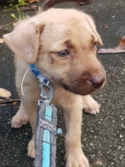 Lavender - Mixed Breed Dog