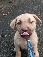 Lavender - Mixed Breed Dog